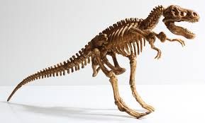 kostra dinosaura.jpg